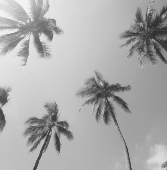 palm trees